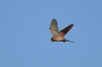 Falco tinnunculus