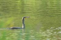 Phalacrocorax carbo