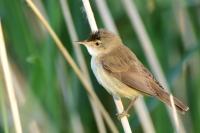 Acrocephalus scirpaceus