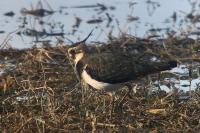 Vanellus vanellus