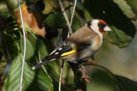 Carduelis carduelis