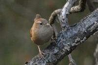 Troglodytes troglodytes