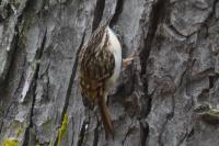 Certhia brachydactyla