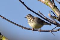 Lullula arborea