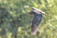 Nycticorax nycticorax