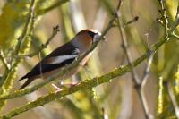 Coccothraustes coccothraustes