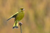 Chloris chloris