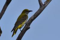 Oriolus oriolus