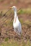 Bubulcus ibis
