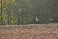 Grus grus