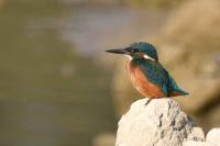 Alcedo atthis