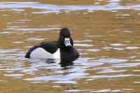Aythya collaris