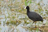 Fulica atra