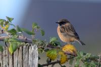 Saxicola rubicola