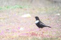 Turdus torquatus