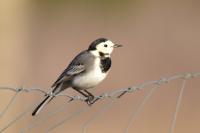 Motacilla alba
