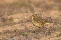 Anthus pratensis