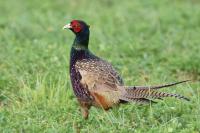 Phasianus colchicus