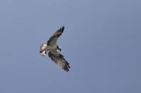 Pandion haliaetus