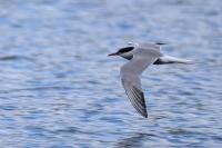 Sterna hirundo