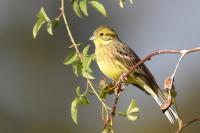 Emberiza citrinella