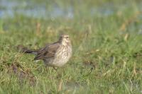 Anthus spinoletta