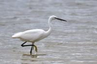 Egretta garzetta