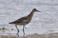 Calidris pugnax
