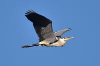Ardea cinerea