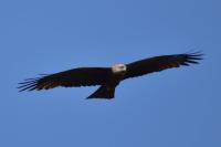 Milvus migrans