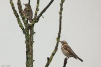 Turdus iliacus