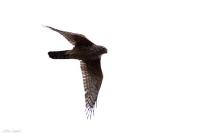 Accipiter gentilis