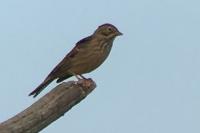 Emberiza hortulana