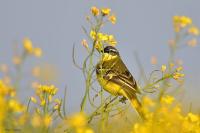 Motacilla flava