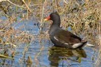 Gallinula chloropus