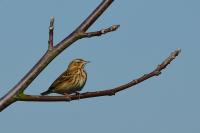 Anthus trivialis