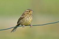 Emberiza cirlus