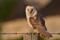 Tyto alba