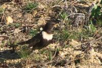 Turdus torquatus