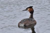 Podiceps cristatus