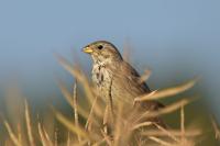 Emberiza calandra
