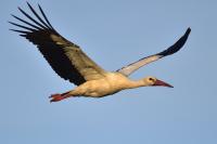 Ciconia ciconia