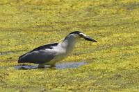Nycticorax nycticorax