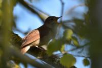 Luscinia megarhynchos