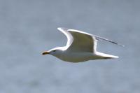 Larus michahellis