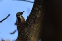 Dendrocopos medius