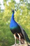 Pavo cristatus