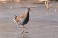 Rallus aquaticus