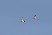 Limosa limosa