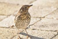 Turdus philomelos